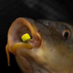 Fjuka Bait Neeonz Hookbait 50g Match Pelete/boile/dumbells 19 Fjuka Bait Neeonz Hookbait 50g Match Pelete/boile/dumbells