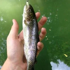 NIKKO KASEI Scented Floating Soft Bait Lure Dappy WaxWorm 1" Ultra Soft