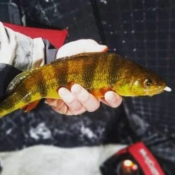 NIKKO KASEI Scented Floating Soft Bait Lure Dappy WaxWorm 1