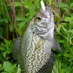 NIKKO KASEI Scented Floating Soft Bait Lure Dappy WaxWorm 1