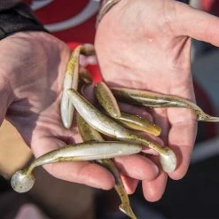 Strike King KVD Swim N Caffeine 4" 15 Strike King KVD Swim N Caffeine 4